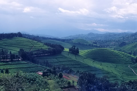 https://www.transafrika.org/media/Bilder Ruanda/ruanda tee.jpg